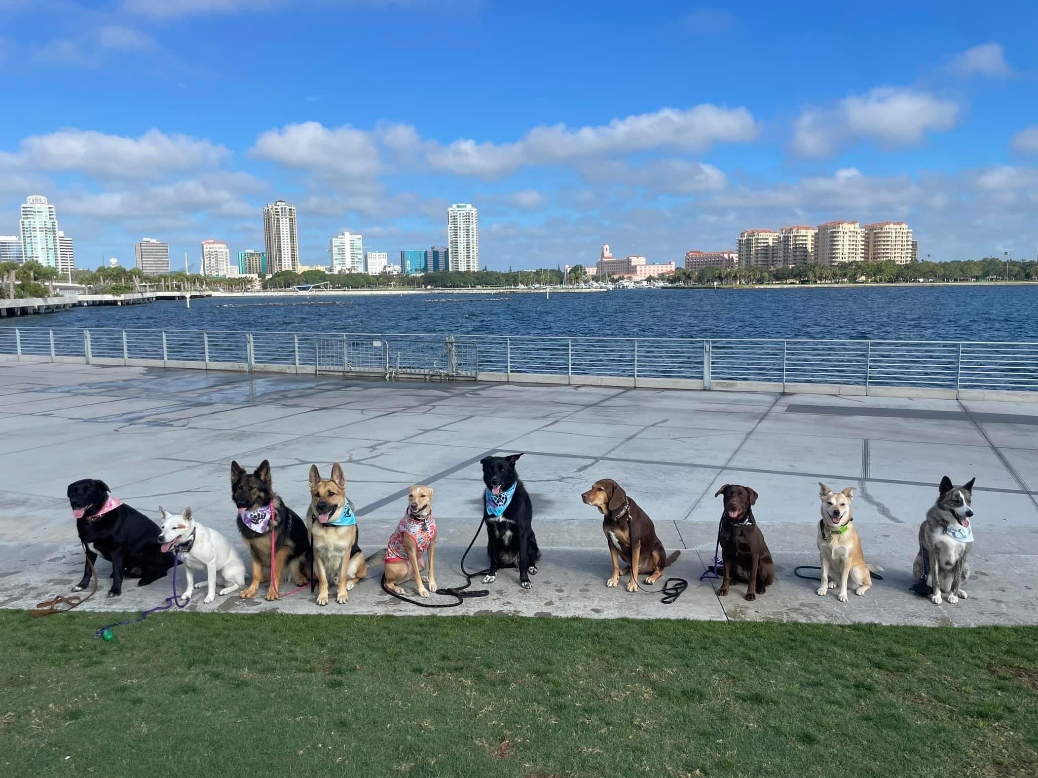 dogs at pier